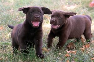 labrador chocolat dans l'eau