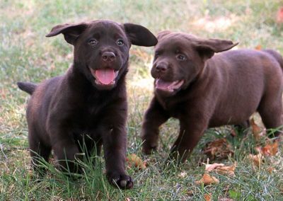 labrador chocolat dans l'eau