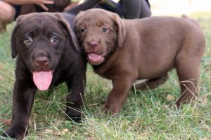 2 chiots labrador chocolat heureux