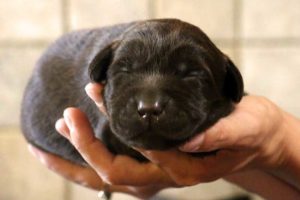 bébé chiots labrador chocolat