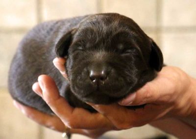 bébé chiots labrador chocolat