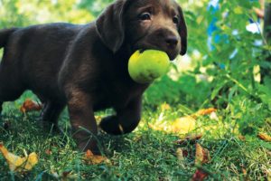chiot labrador chocolat Elevage en Côte d'Or