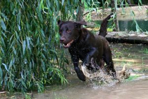 labrador chocolat dans l'eau