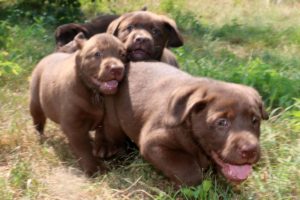 troupeau de chiots labardor chocolat
