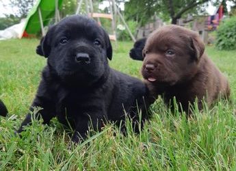 A réserver chiots labradors chocolats LOF