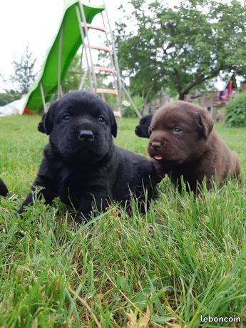 chiots labrador La rente rouge