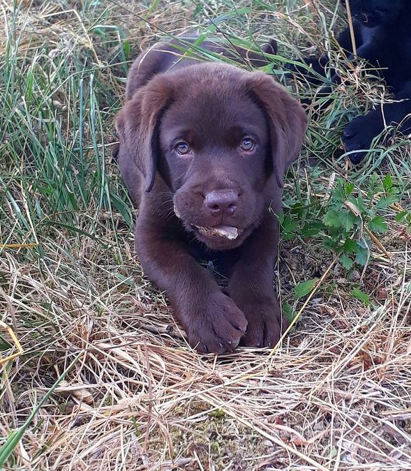 Chiots Labrador Entre chien et vous