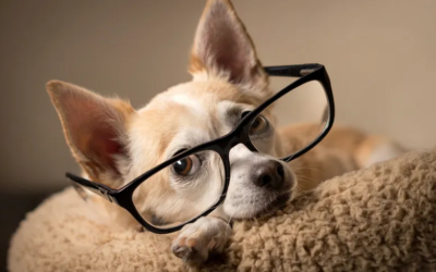 La vie en bleu et l’affection qui vous lie à votre chien