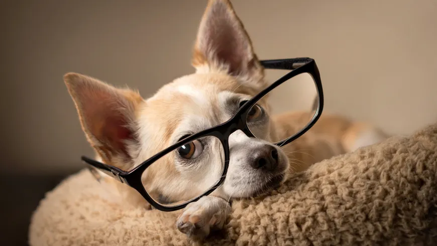 La vie en bleu et l'affection qui vous lie à votre chien